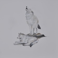 couple de loups blancs du Canada 100 x 100.jpg