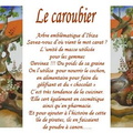 LE CAROUBIER.JPG