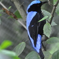 oiseau bleu KL