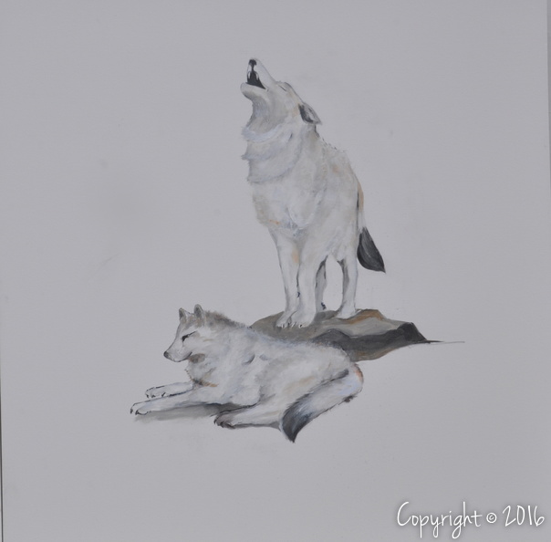 couple de loups blancs du Canada 100 x 100.jpg